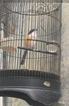 Burung cendet bunyi