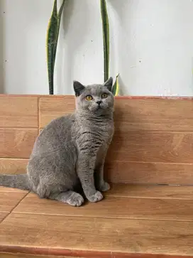 British Shorthair Ciwik Bersertifikat