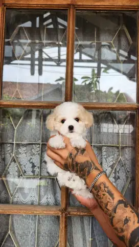 POOCHON BETINA PARTY COLOR SUPER CANTIK