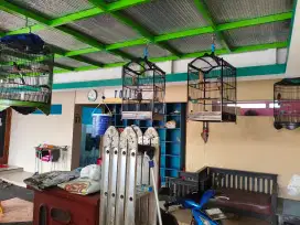 Dijual 2 burung murai dan 2 cucak rowo