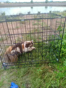 Lepas adop kucing beserta kandang