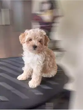 Anak Anjing MALTIPOO