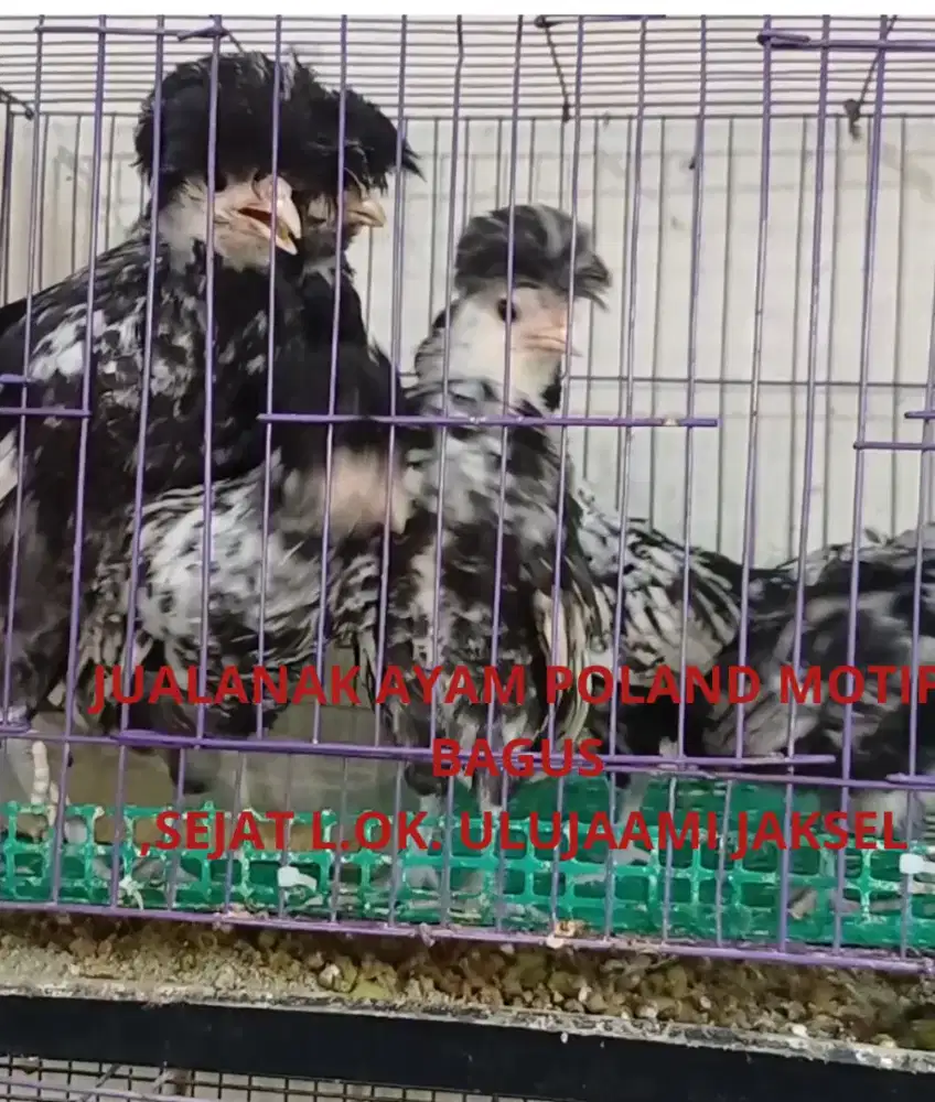 Poland dan silkie