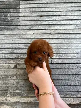Super red poodle betina