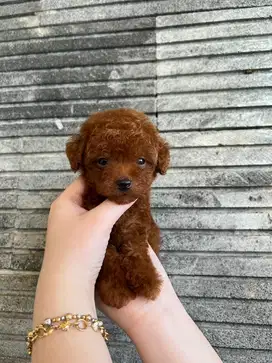 Super red poodle jantan