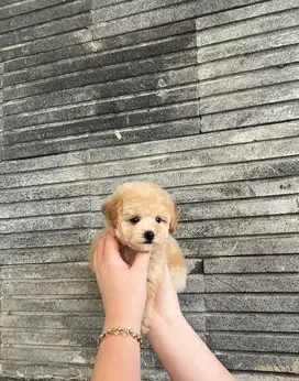 Apricot poodle betina