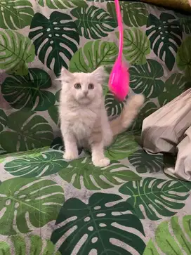 kitten bulu super soft jantan