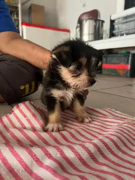 anjing yorkshire mix