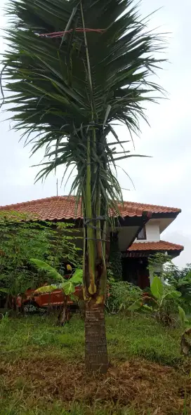 jual pohon kelapa ijo, kelapa hibrida