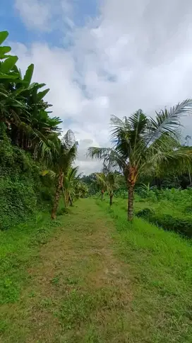 Dijual Tanah di Daerah Tabanan Bali