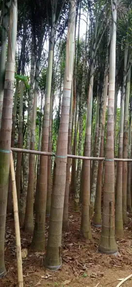 jual pohon palem di bandung