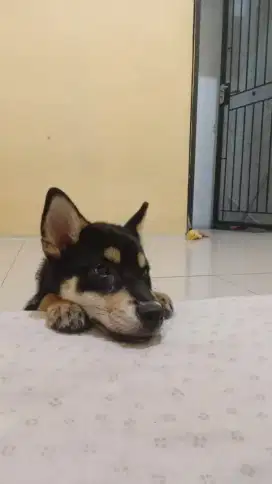 Shiba Inu Black & Tan Langka Jantan 4 Bulan – Pintar & Sudah Vaksin