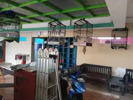2 burung murai dan 2 burung cucak rowo