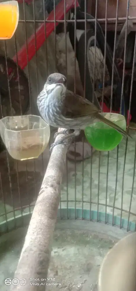 jual burung maliphaga dada lurik mini jantan bunyi