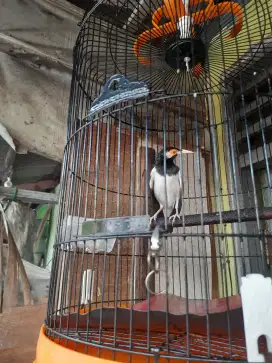 Jalak suren jawa