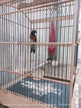 Burung murai muda