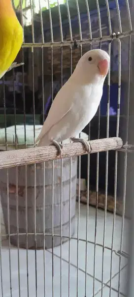 Lovebird albino mh jantan dewasa fullset