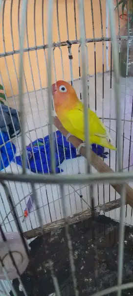 Lovebird lutino mh jantan dewasa fullset