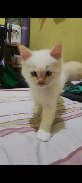 Kucing keturunan anggora usia 3 bln