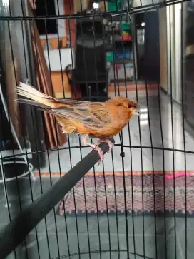 Kenari loper betina