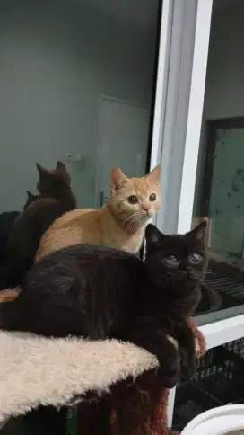 Sepasang kitten CARRIER CINAMON
