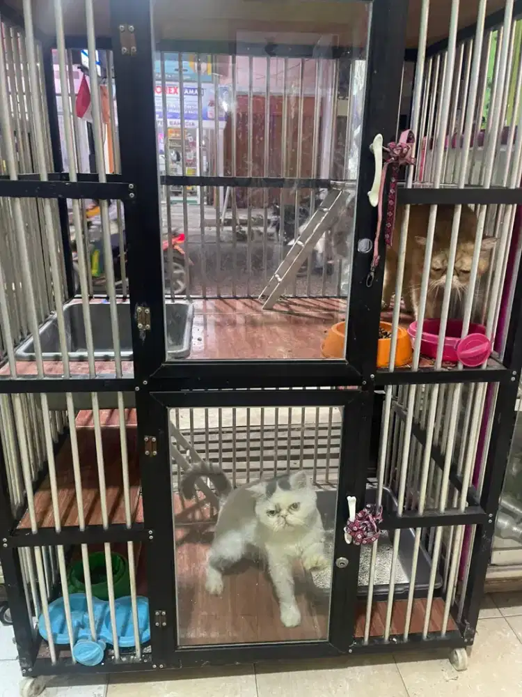 Kucing Persia exotic sepasang