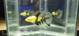 Cupang Halfmoon Neon Koi