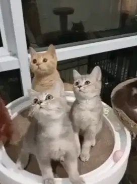 Lepas borongan murmer 3kitten carrier cinamon dan carrier golden