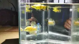 Cupang Pelakat Neon Multi Satu pasang