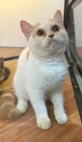 Lepas cepet aja BSH betina Bicolour krem