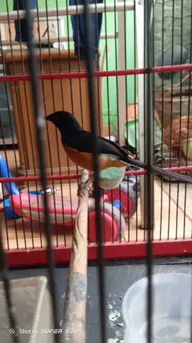 Murai batu seri f