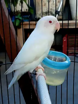 1EKOR ALBINO MATA MERAH