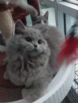 British LONGHAIR Pure Parents PED