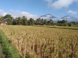 Dijual Cepat Tanah Sawah