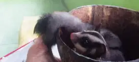 Sugar Glider Tipe Classic Grey
