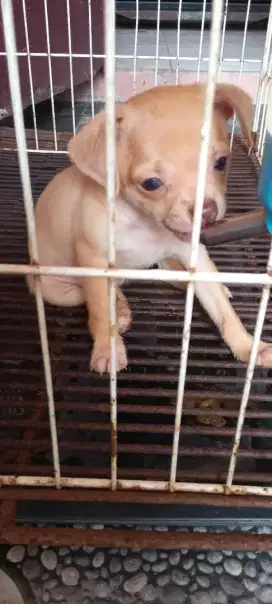 Chihuahua pure Non STB