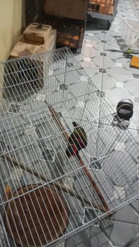 Burung falk palreng burja