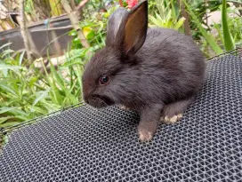 Jual anak kelinci