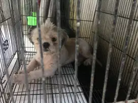 Shihtzu mini pure betina