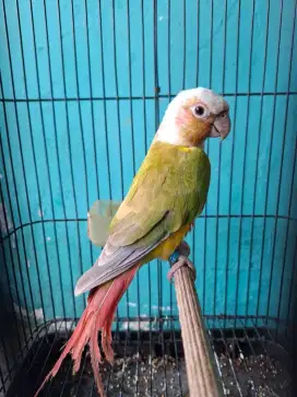 Pineapple Dillute Connure