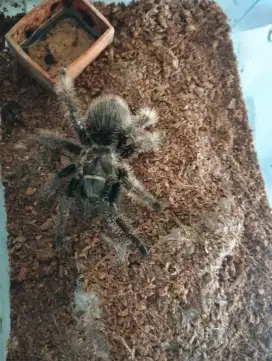 Tarantula 4ekor