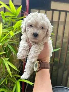 Dijual poodle puppy betina