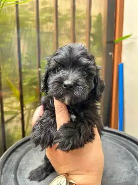 poodle puppy betina
