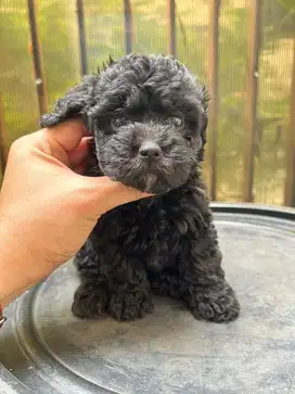 silver poodle betina