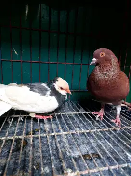 Merpati jambul sepasang