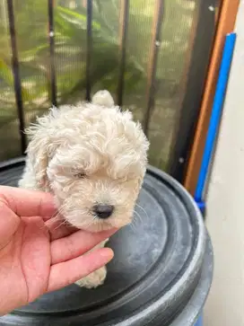poodle puppy apricot
