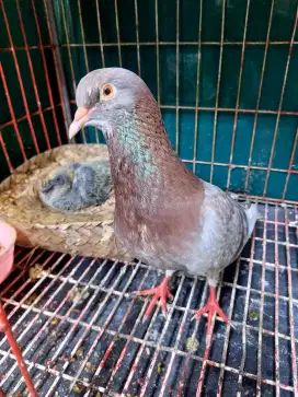 Merpati duda sama anakan nya