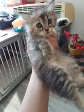 Kitten Kucing Persia Mix usia 2 bulan Gembul Lincah