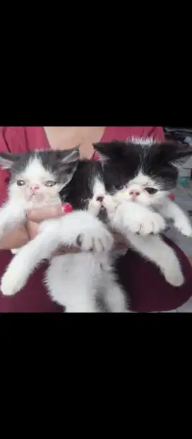 Kitten peaknose Exo shorhair adopsi 10sep