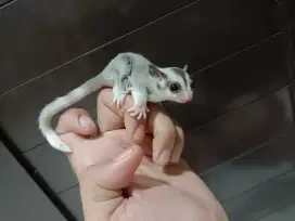Sugar glider mozaik